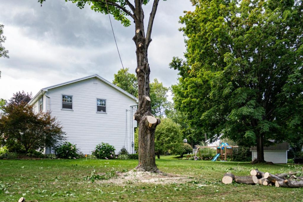 custom tree removal st. joseph mo