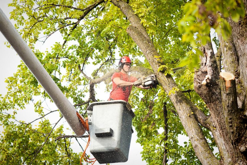 cutting trees st joseph