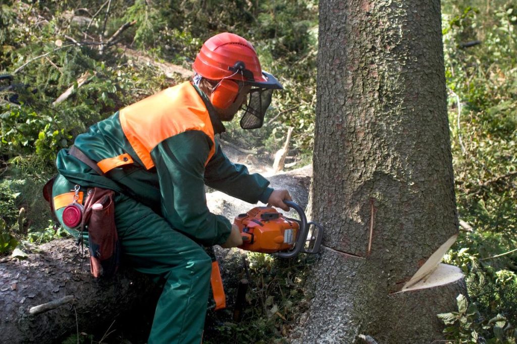 tree cutting st joseph mo